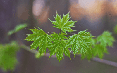 3 Ways Meridan Hill Maple is Sustainable and Environmentally-Friendly